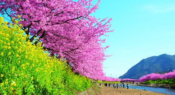 <新宿発・西船橋発> 伊豆半島に春を告げる! 河津桜まつり・お花見ライナー ~沼津の名物『港あじ鮨』お弁当付き♪~1